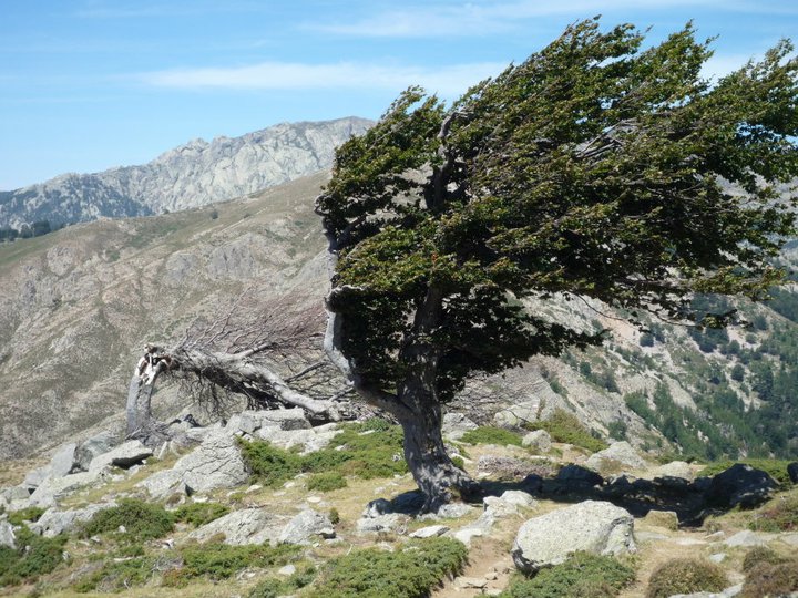GR20 étape 7 — Castel di Verghio